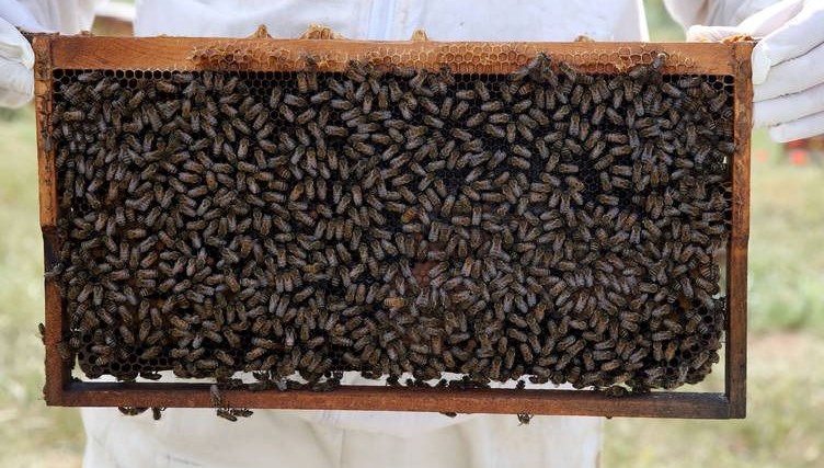 bu bala dikkat yarim tatli kasigi bile hastanelik ediyor V79gzJ82