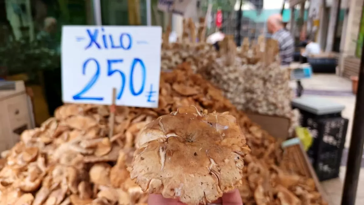 orduda findik tirmiti donemi basladi fiyatlar dusuyor 7XbZZTVl