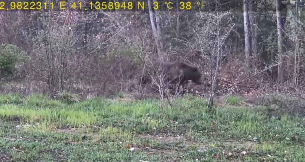 evinin-yakinindaki-ormana-fotokapan-kurup-yaban-hayati-goruntuledi-xcCgH6BI