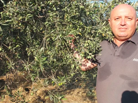 Zeytin ureticisi hasat oncesi destek istiyor yuksek maliyet ureticiyi zorluyor Bdb4epeV