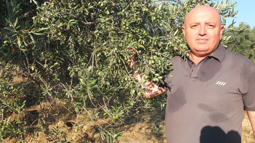 Zeytin ureticisi hasat oncesi destek istiyor yuksek maliyet ureticiyi zorluyor Bdb4epeV